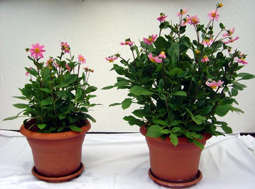Dalien Mykorrhiza