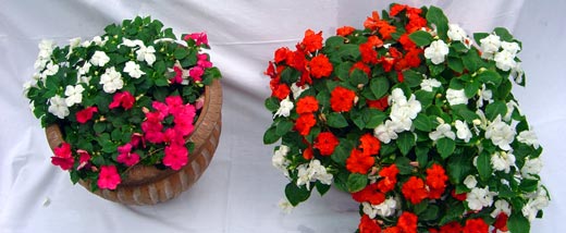 Impatien Mykorrhiza