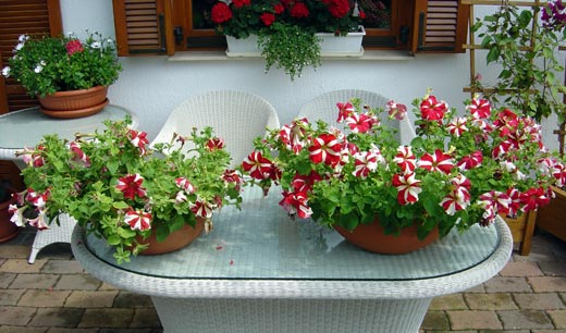 Petunien Mykorrhiza