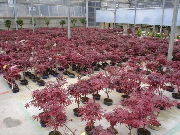 Beispiel Bonsai Acer palmatum deshojo