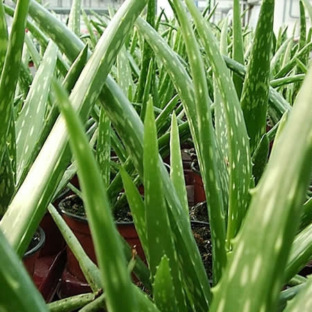 Aloe vera - Echte Aloe - Pflanze