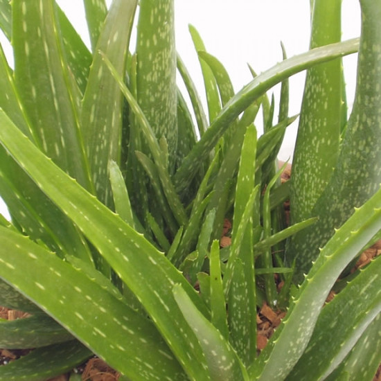 Aloe vera - Echte Aloe - Pflanze