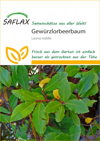 Gew�rzlorbeerbaum (6 Korn)