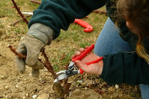 FELCO 10 Hochleistung-Schere Linksh�nder
