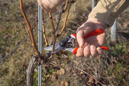 FELCO 8 Ergonomische Gartenschere