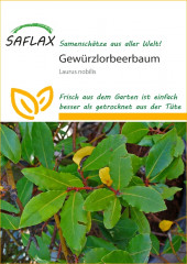 Gew�rzlorbeerbaum (6 Korn)