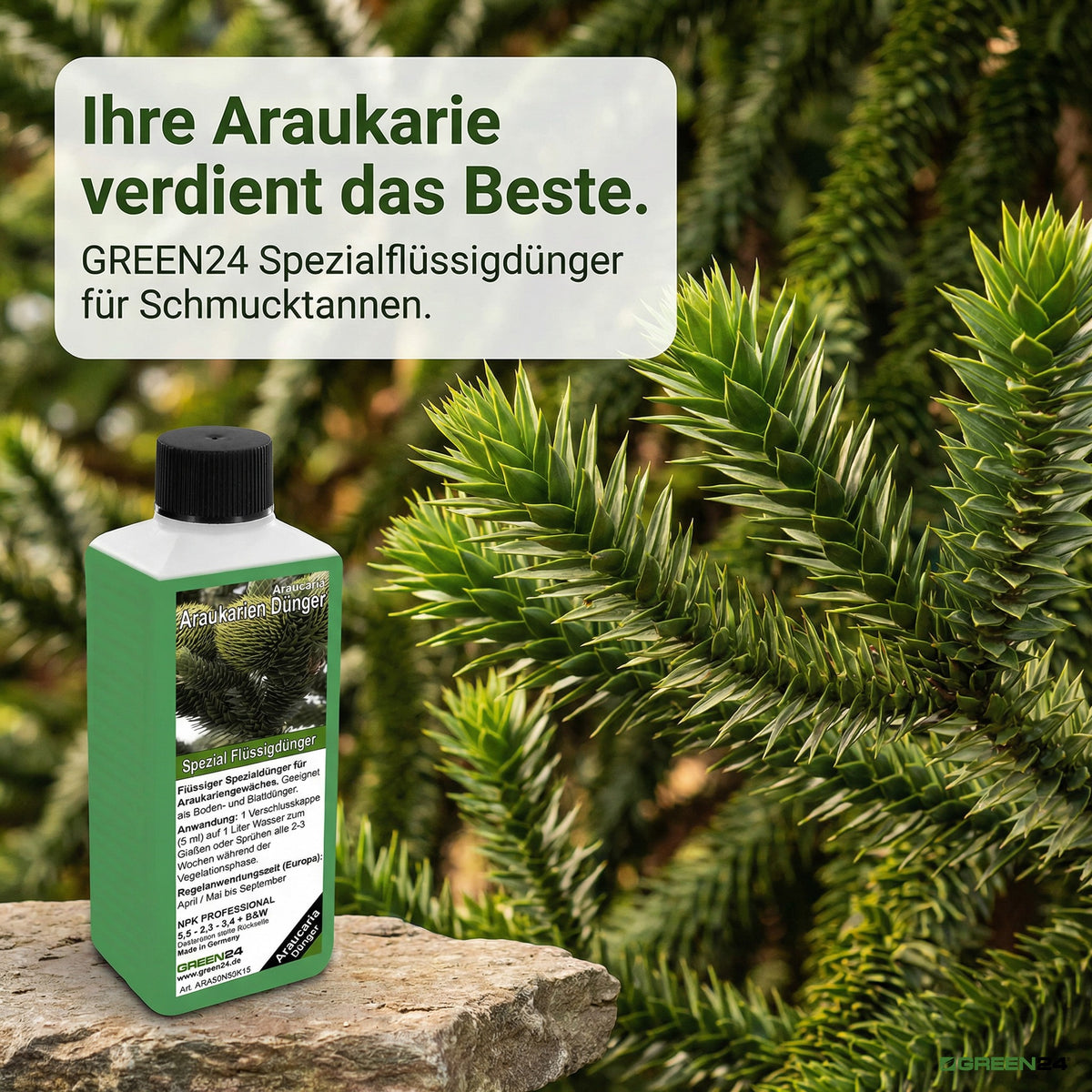 Araucaria Fertilizer – 250ml Specialized Fertilizer for Araucaria Species | For Majestic Norfolk Pines & Monkey Puzzles | Ideal for All Ornamental Pines & Living Fossils