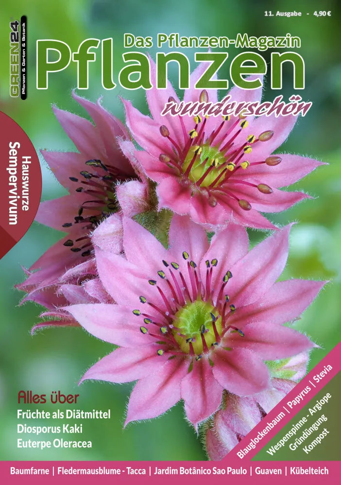 Pflanzen wunderschön – Ausgabe 11: Herbst