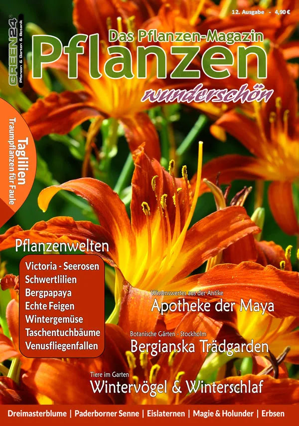 Pflanzen wunderschön – Ausgabe 12: Winter