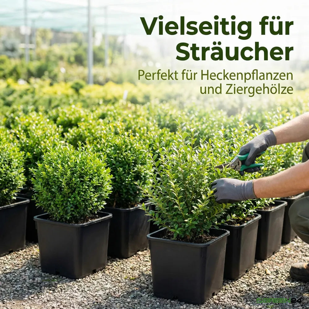 Square pot with shrub, usage example