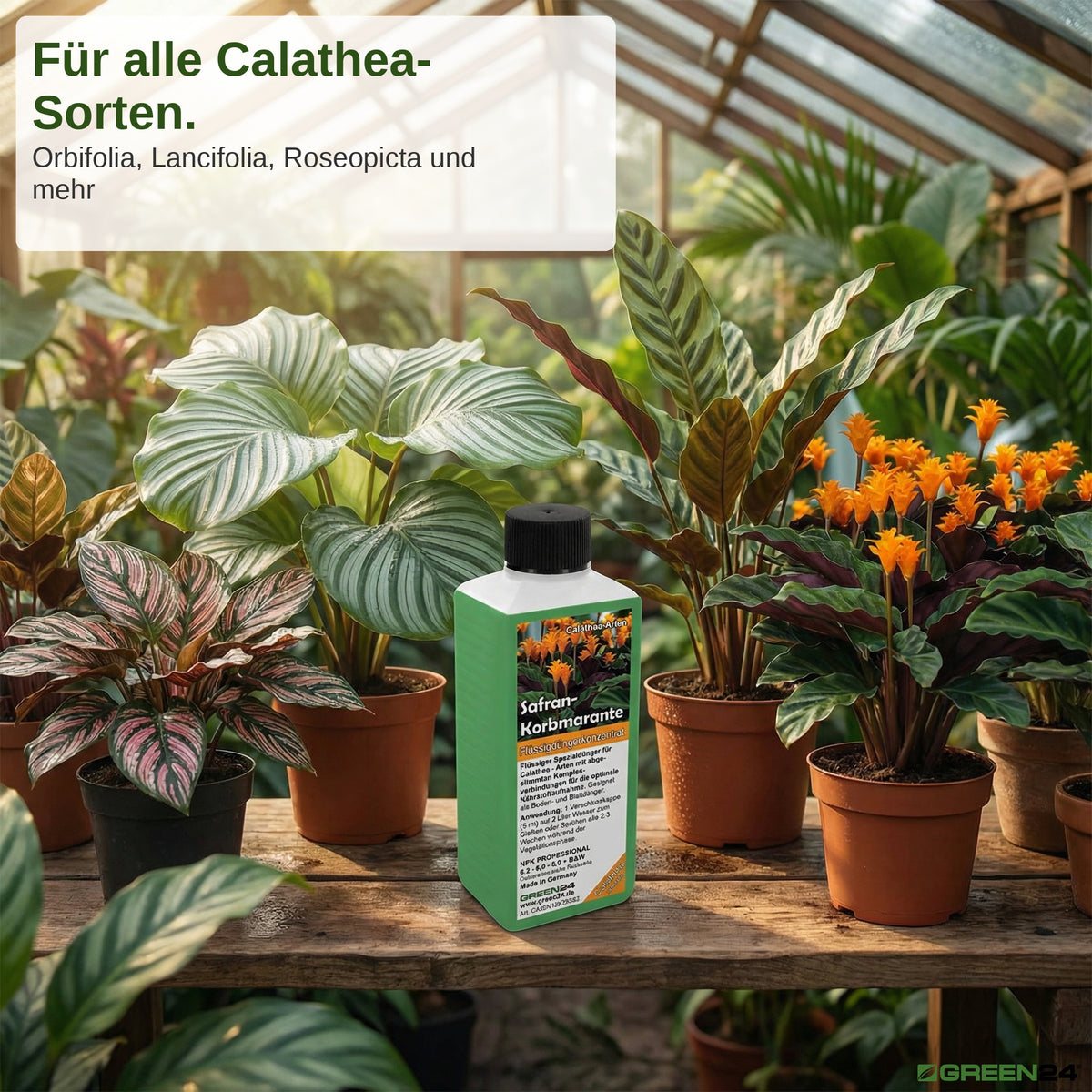 Calathea Crocata - Dünger (Safran-Korbmarante) - Mineralischer NPK Flüssigdünger 250ml – Zusatzbild 2