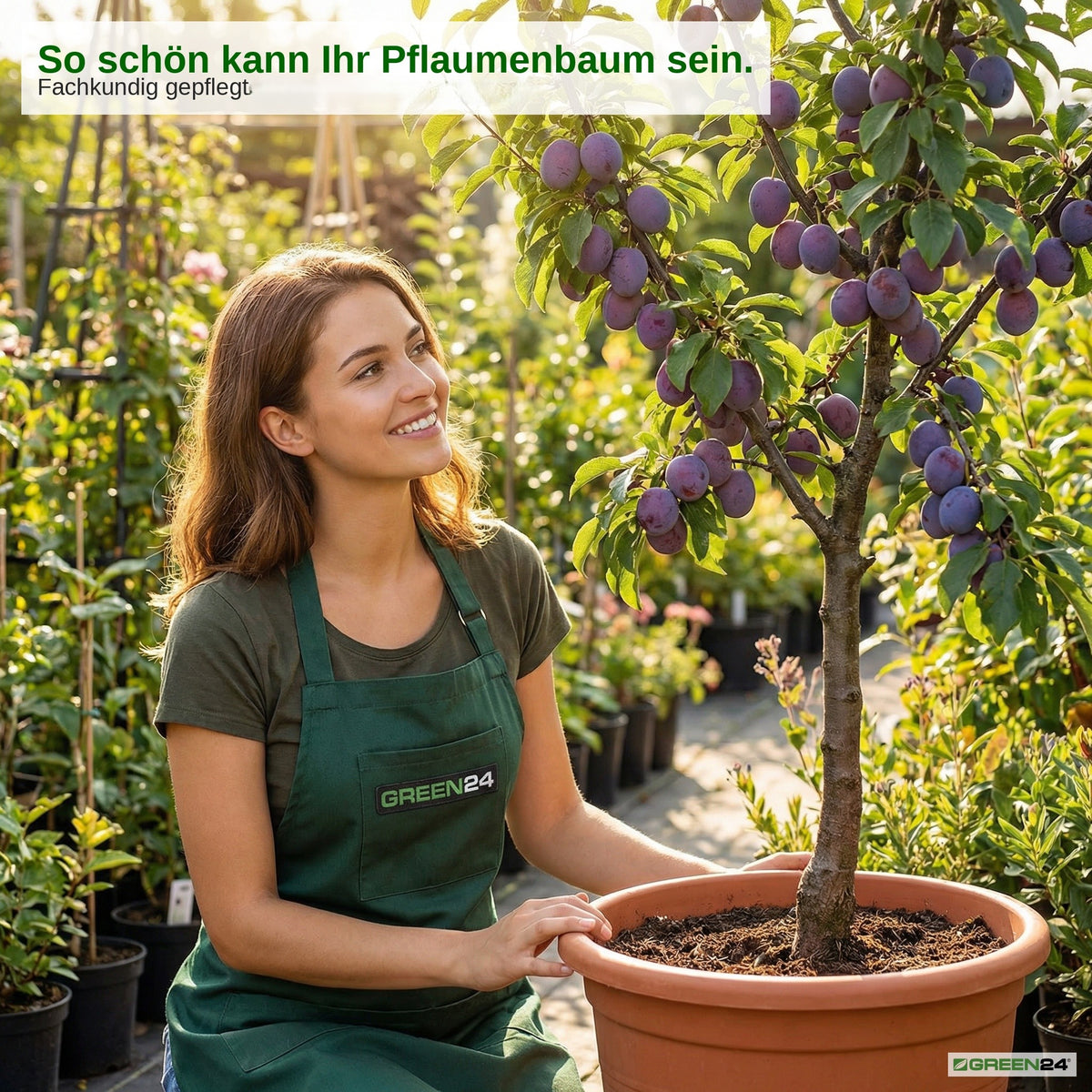 Pflaumenbaum-Dünger – Zusatzbild 4