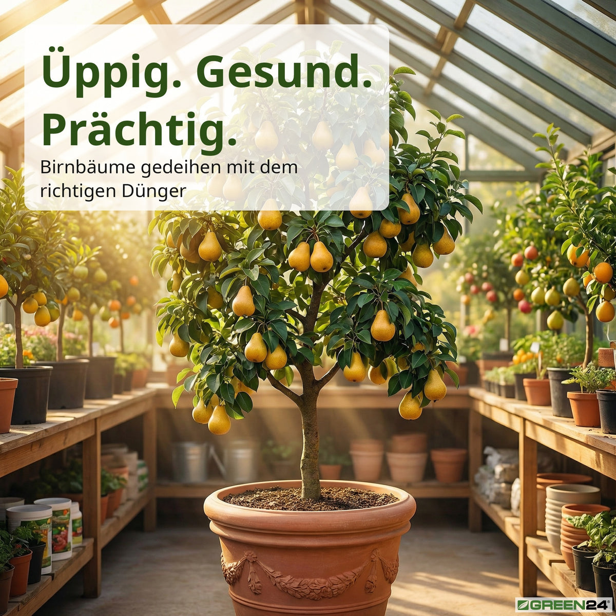 Birnbaum-Dünger – Zusatzbild 5