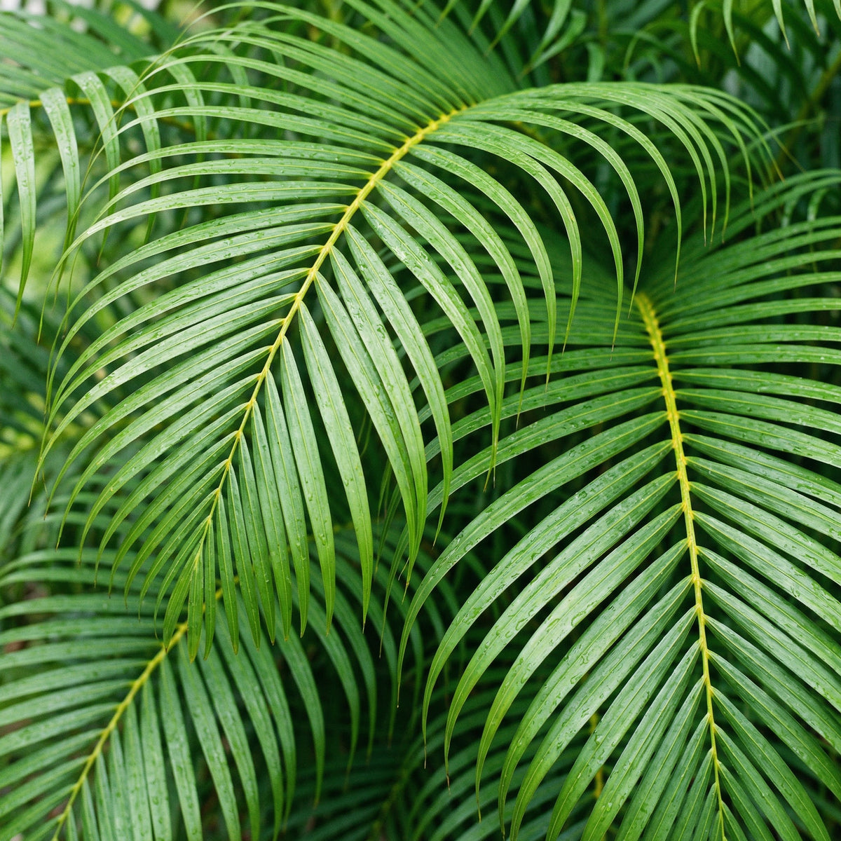 Goldfruchtpalme Dünger – HIGH-TECH NPK Flüssigdünger für Dypsis lutescens, Areca-Palme & Goldpalme – Perfekt für üppiges Wachstum & sattgrüne Wedel – Made in Germany