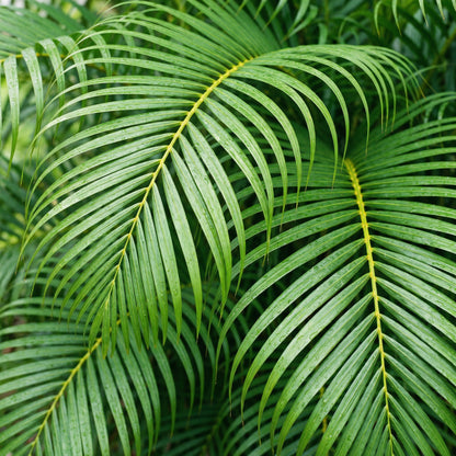 Goldfruchtpalme Dünger – HIGH-TECH NPK Flüssigdünger für Dypsis lutescens, Areca-Palme & Goldpalme – Perfekt für üppiges Wachstum & sattgrüne Wedel – Made in Germany