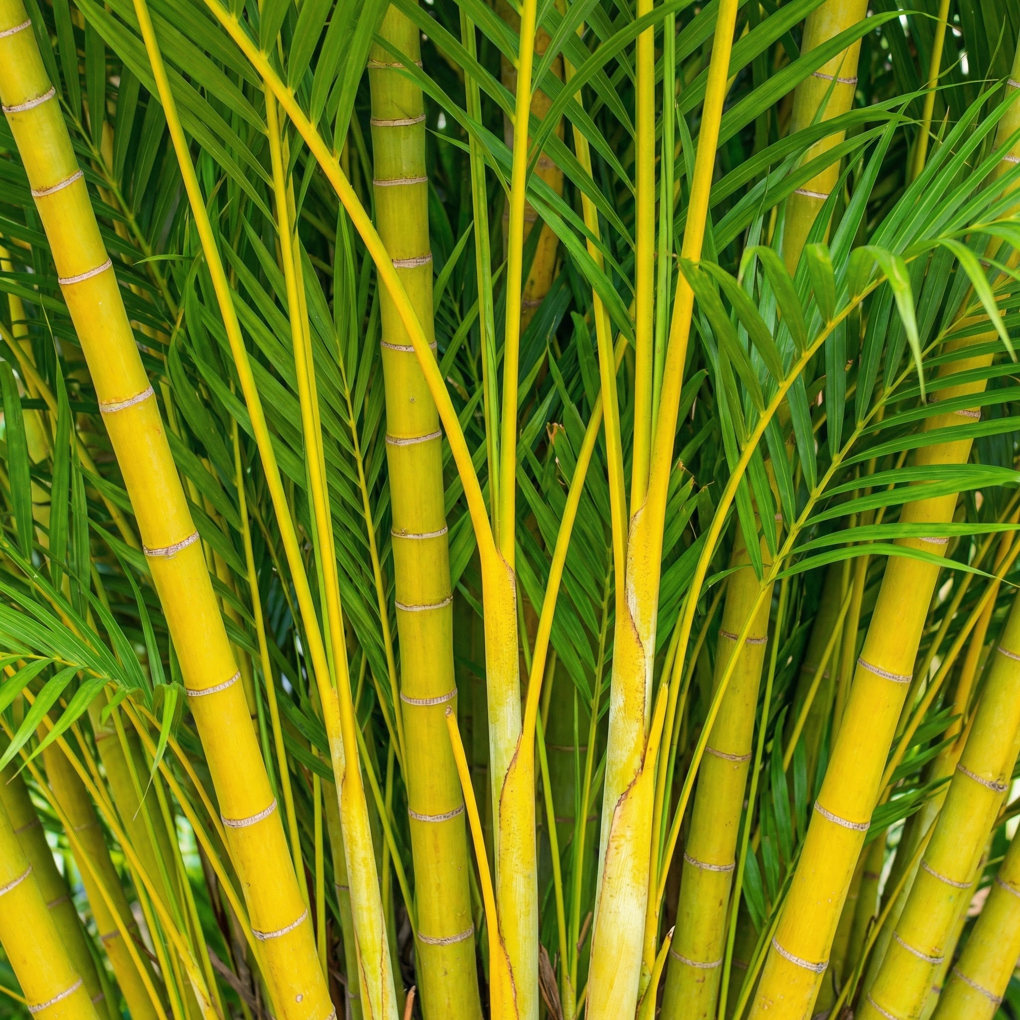 Golden palm stems in detail