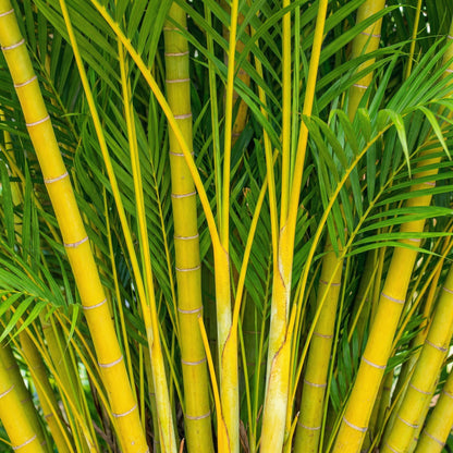 Goldfruchtpalme Dünger – HIGH-TECH NPK Flüssigdünger für Dypsis lutescens, Areca-Palme & Goldpalme – Perfekt für üppiges Wachstum & sattgrüne Wedel – Made in Germany