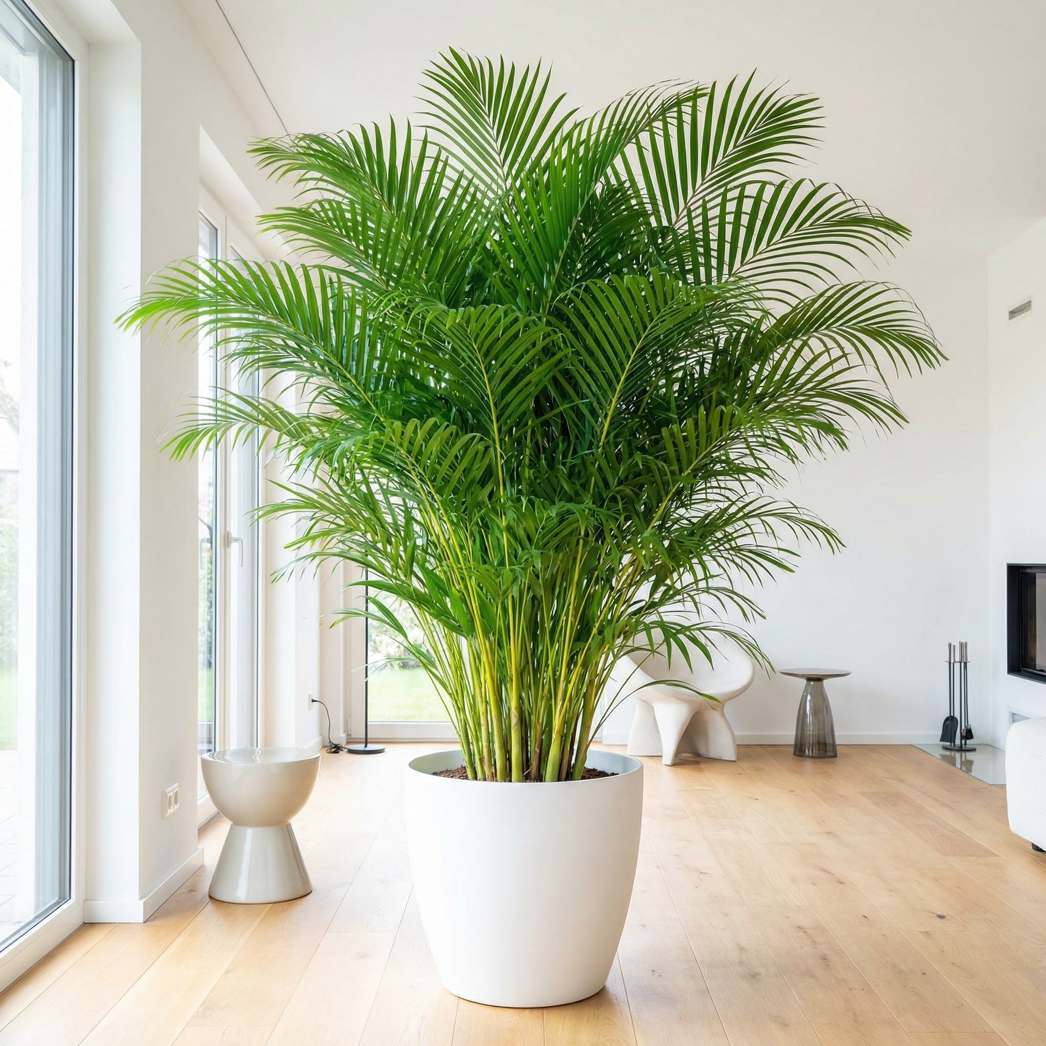Golden cane palm indoors
