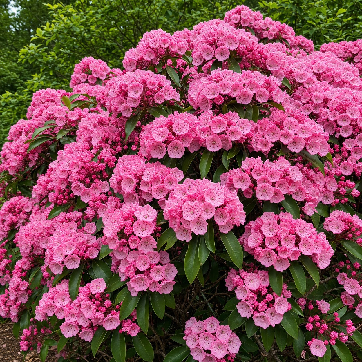 Flowering mountain laurel