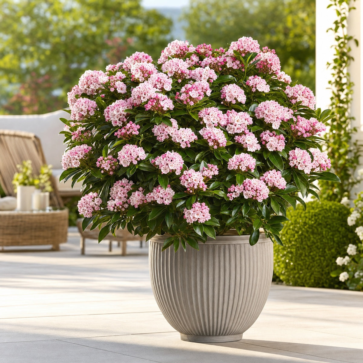 Kalmia Dünger – HIGH-TECH NPK Flüssigdünger für Lorbeerrosen, Berglorbeer & Kalmien – Perfekt für spektakuläre Blüten & gesundes Laub – Made in Germany