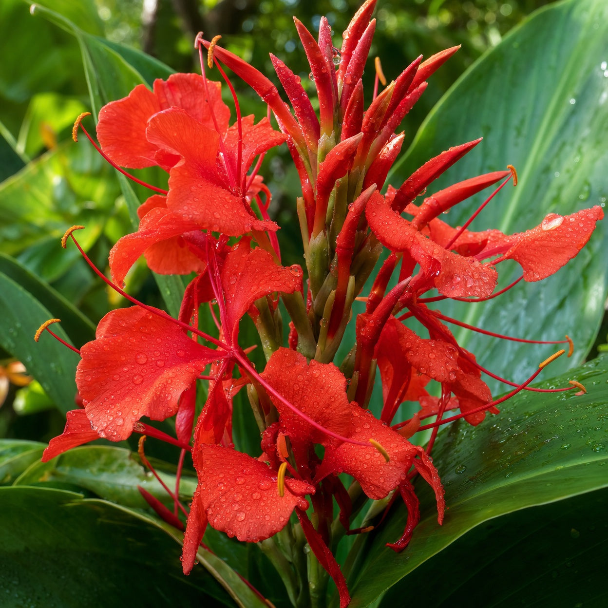 Red Hedychium flower spike