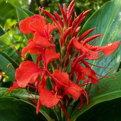 Hedychium Dünger – HIGH-TECH NPK Flüssigdünger für Zieringwer & Schmetterlingslilien – Perfekt für exotische Blüten & kräftige Rhizome – Made in Germany