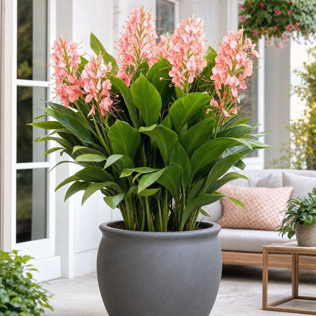 Hedychium Dünger – HIGH-TECH NPK Flüssigdünger für Zieringwer & Schmetterlingslilien – Perfekt für exotische Blüten & kräftige Rhizome – Made in Germany