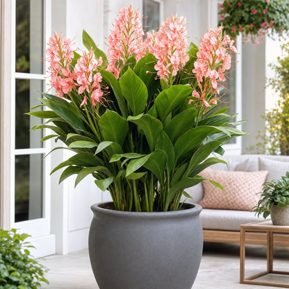 Hedychium Dünger – HIGH-TECH NPK Flüssigdünger für Zieringwer & Schmetterlingslilien – Perfekt für exotische Blüten & kräftige Rhizome – Made in Germany