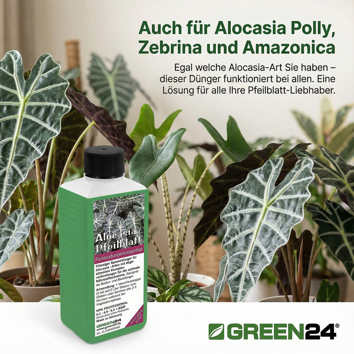 Alocasia Dünger 250 ml – Anwendung und Produktinformationen 6