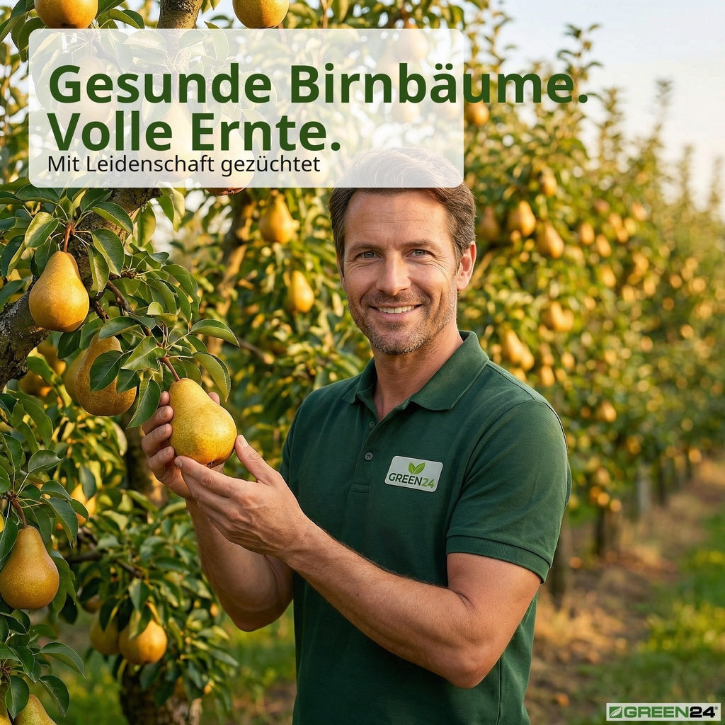 Birnbaum-Dünger – Anwendung und Produktwissen 10