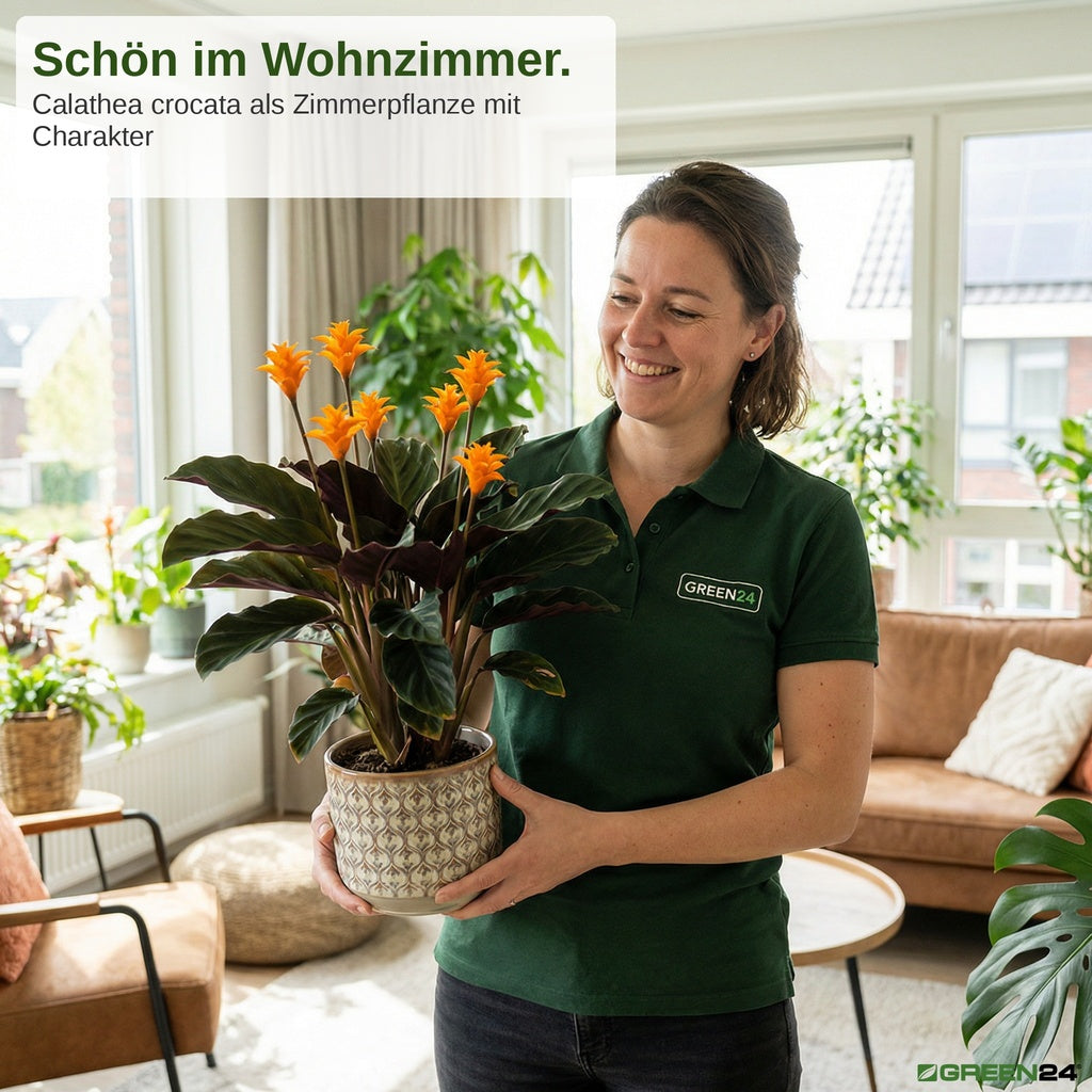 Calathea Crocata - Dünger (Safran-Korbmarante) - Mineralischer NPK Flüssigdünger 250ml – Anwendung und Produktinformationen 10
