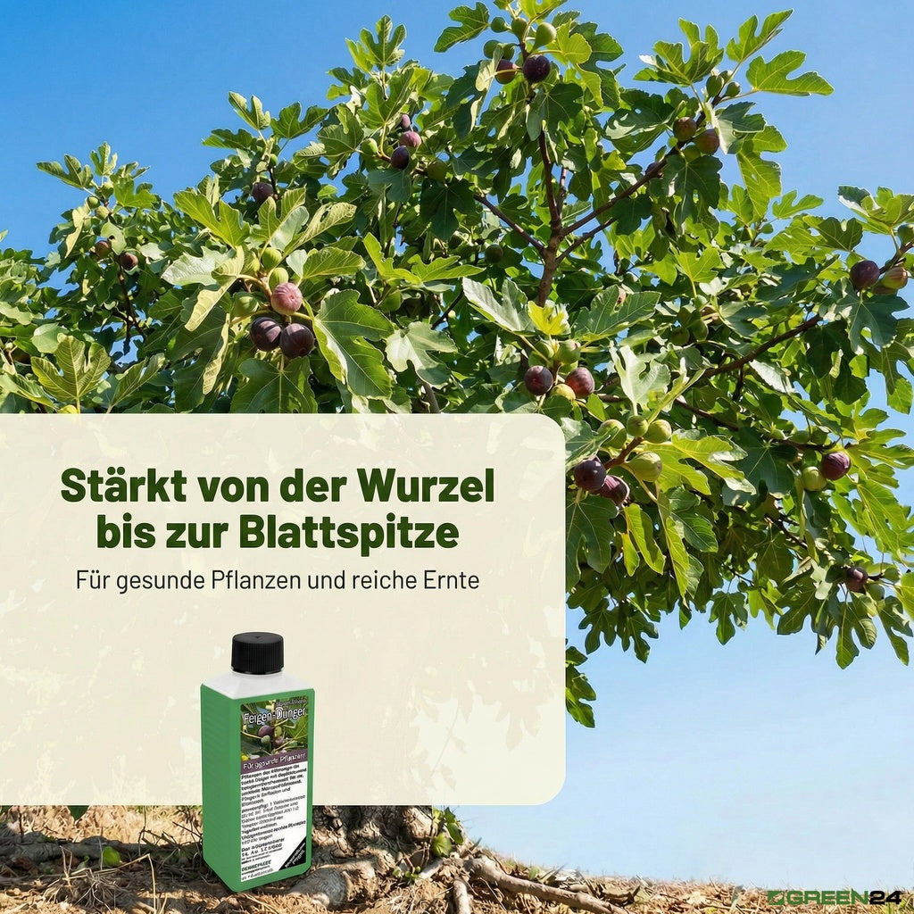 Feigen-Dünger – Anwendung und Produktwissen 10