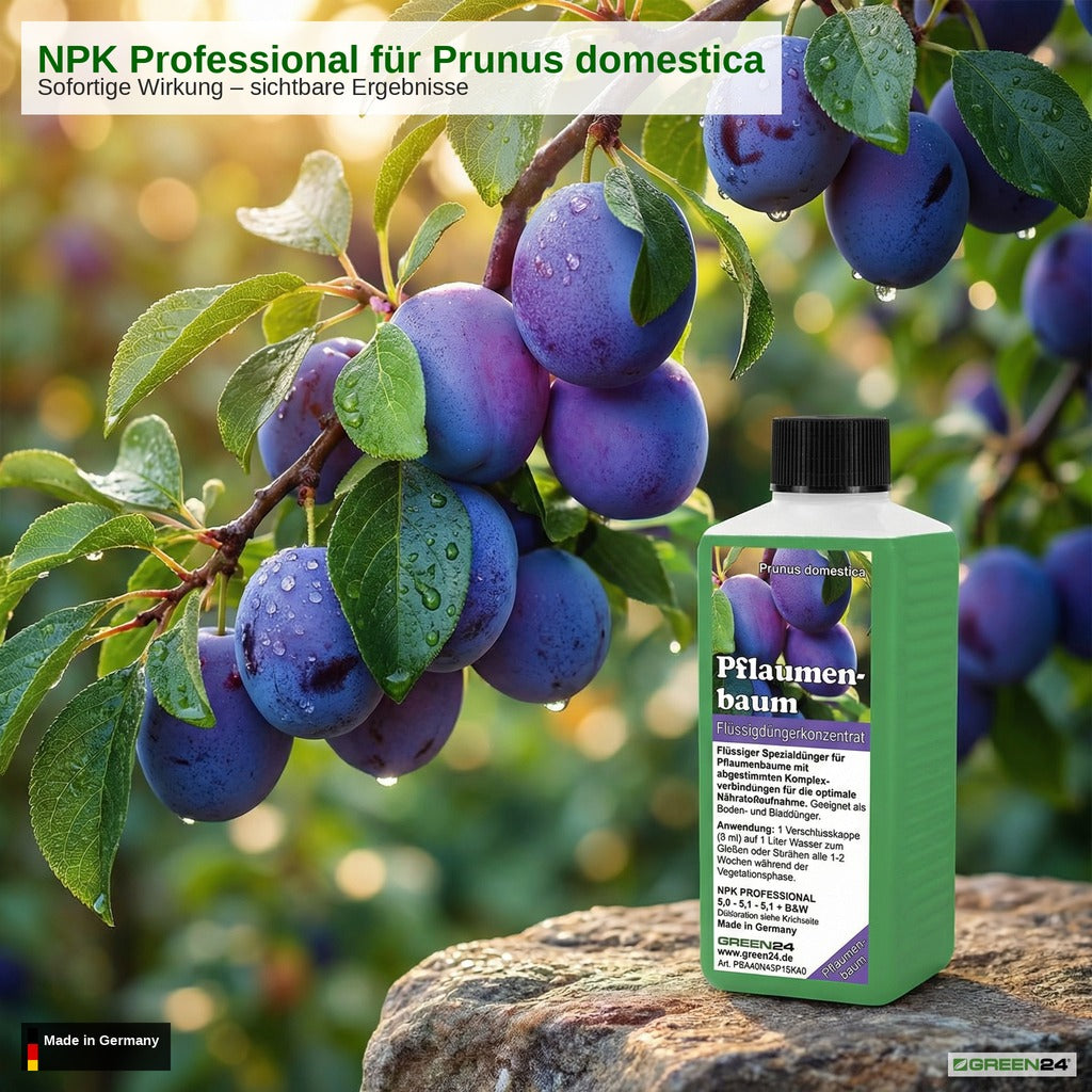 Pflaumenbaum-Dünger – Anwendung und Produktwissen 7