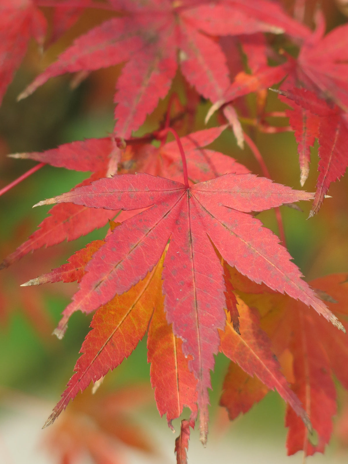 Herbstlaub des Fächerahorns