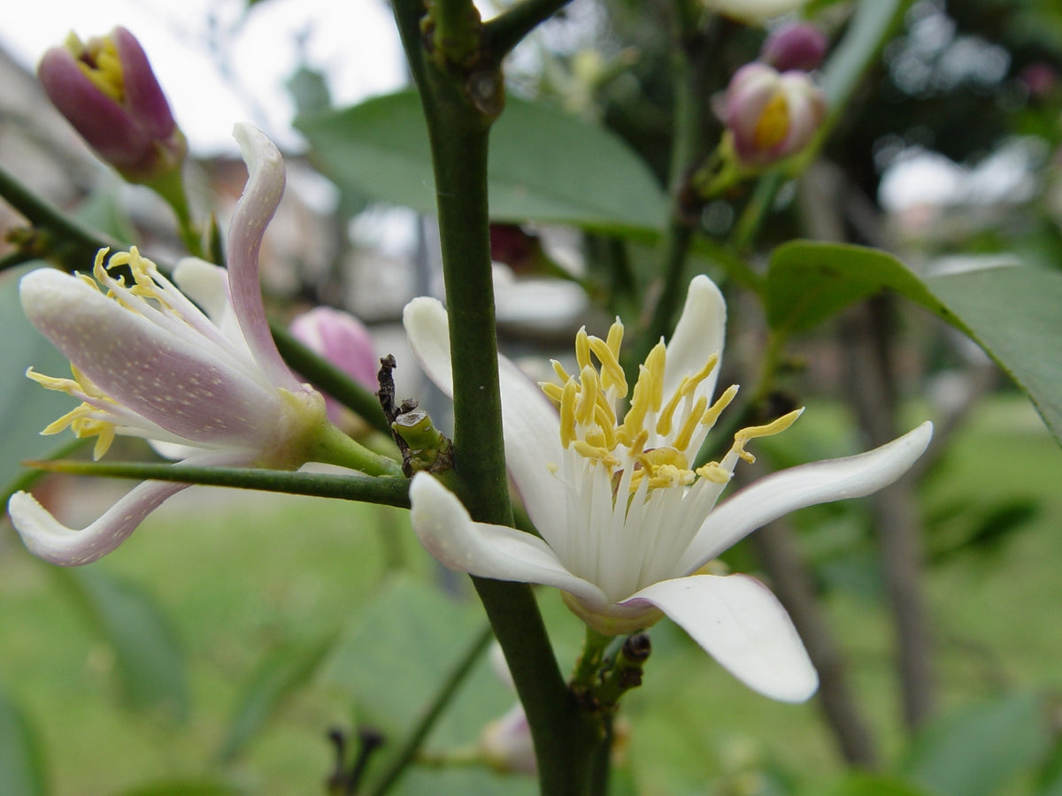 Zitronenblüten