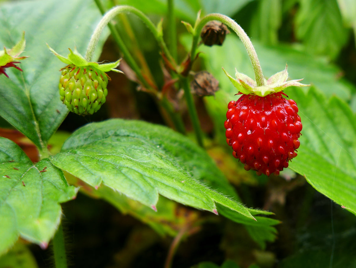 Walderdbeere: Fruchtreife