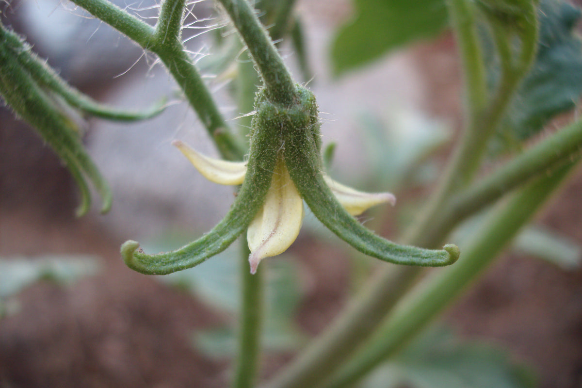 Tomatenblüte im Detail