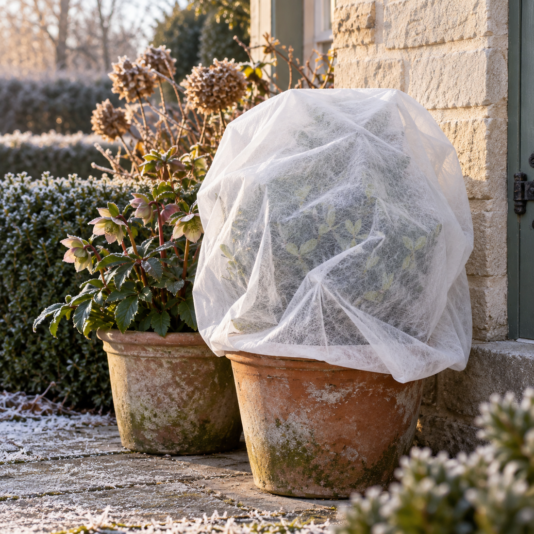 Application example: potted plant loosely covered with winter fleece beside a house wall