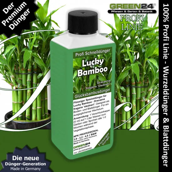 Glücksbambus-Dünger – 250 ml – Produkt und Pflanze