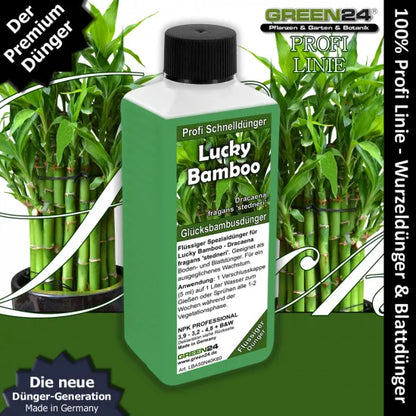 Glücksbambus-Dünger – 250 ml – Produkt und Pflanze
