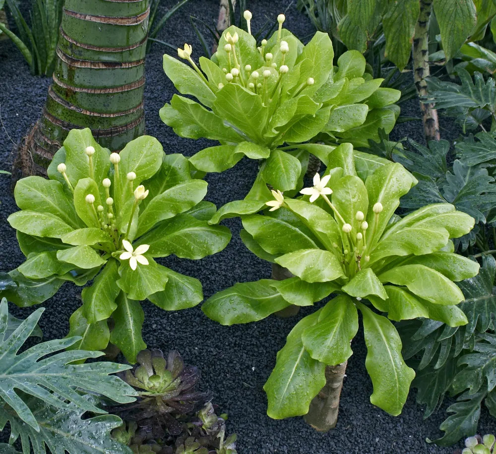 Brighamia with a swollen stem, broad rosette leaves and pale flowers
