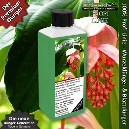Medinilla-Dünger – 250 ml – Produkt und Pflanze