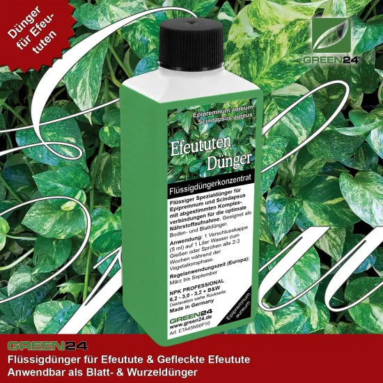 Efeututen-Dünger – 250 ml – Produkt und Pflanze