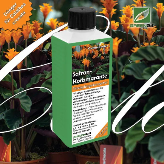 Calathea-Crocata-Dünger – 250 ml – Produkt und Pflanze