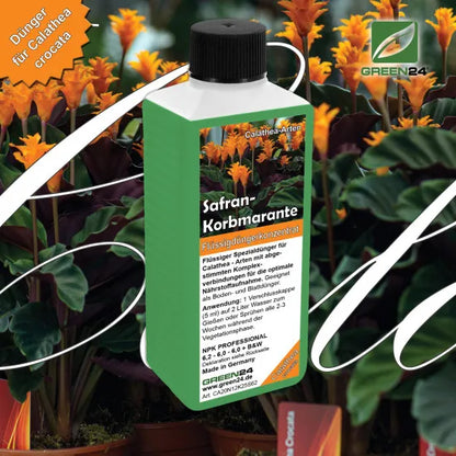 Calathea-Crocata-Dünger – 250 ml – Produkt und Pflanze
