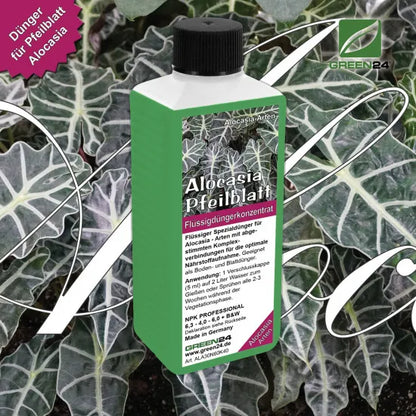 Alocasia-Dünger – 250 ml – Produkt und Pflanze