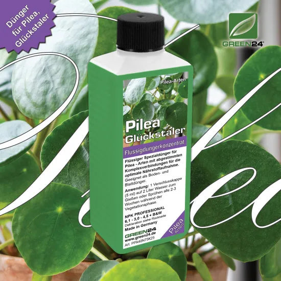 Pilea-Dünger – 250 ml – Produkt und Pflanze