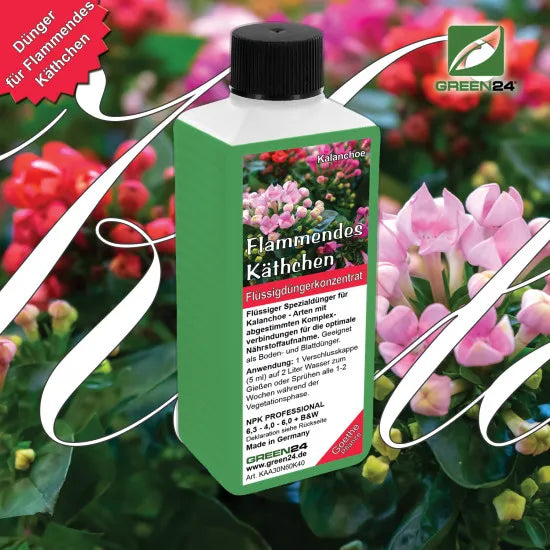 Kalanchoe-Dünger – 250 ml – Produkt und Pflanze