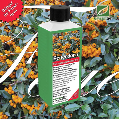 GREEN24 Feuerdorn-Dünger 250 ml – Produktansicht mit Pflanze