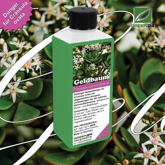 Geldbaum-Dünger Pro – 250 ml – Produkt und Pflanze